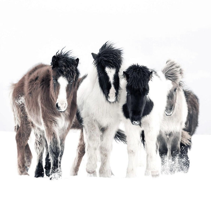 Søndagsåbent den 30. november med besøg af Equidan Vetline 😊