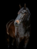 Catago Gentle Bridle kæberem med spænder - bagerste