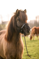 Cavallo POLAR Cavalilvy lædergrime