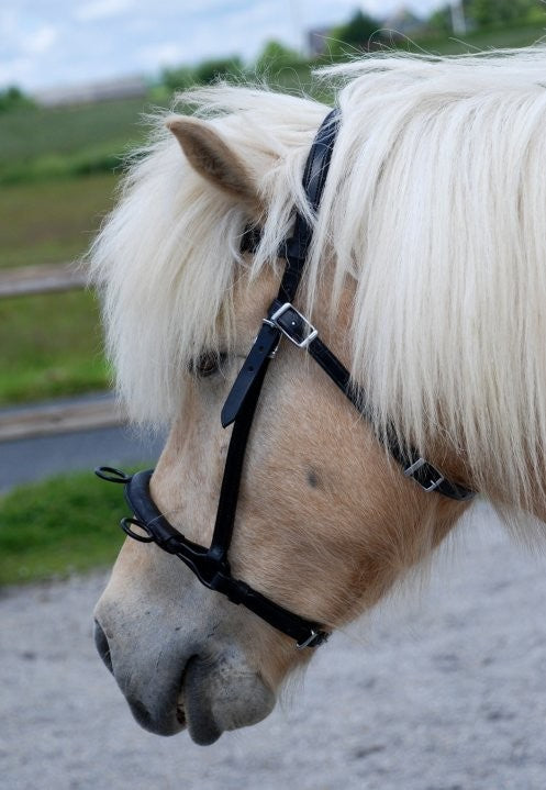 Nordic Horse ridekapsun