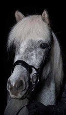 Eques Step Up islændertrense