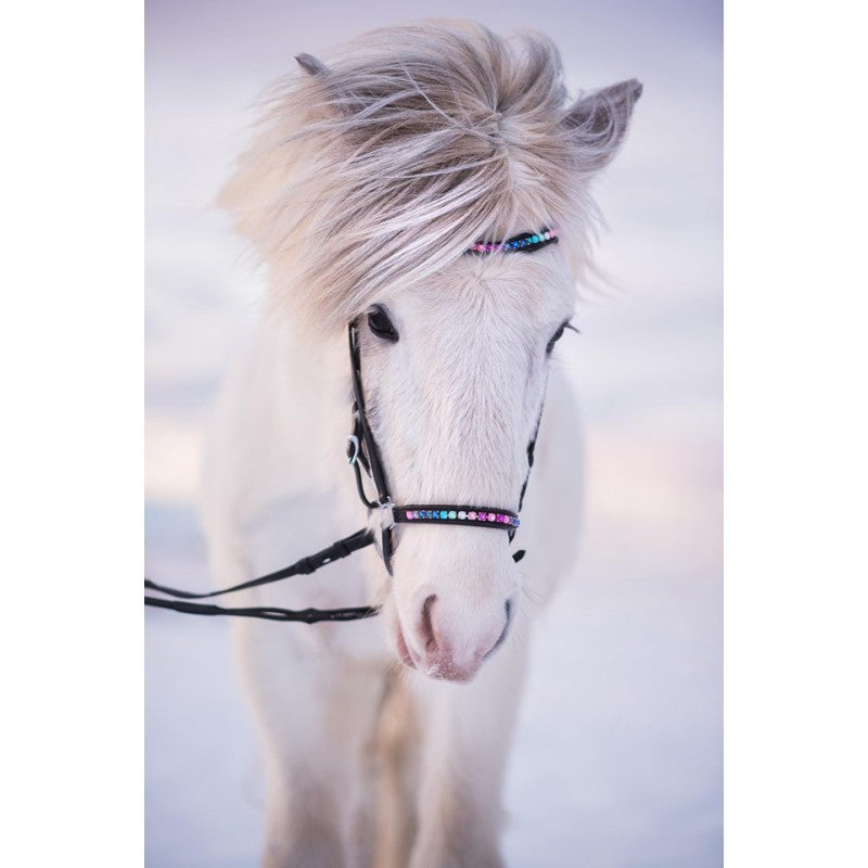 Nordic Horse næsebånd, regnbue sten