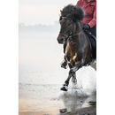 Catago islændertrense, lyse sten