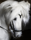 Hrimnir nakkerem, Heritage D