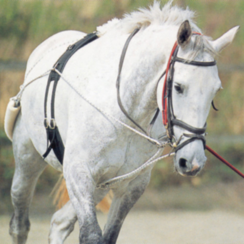 HorseGuard longetræningssystem, str. cob/full