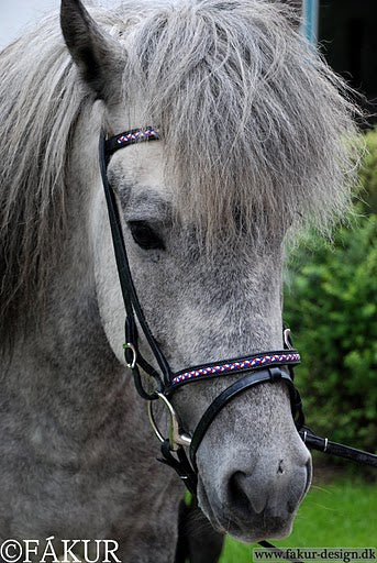 Nordic Horse kombineret næsebånd, flet i de islandske farver